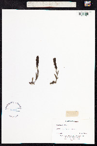 Veronica spicata image