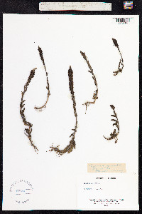 Veronica spicata image
