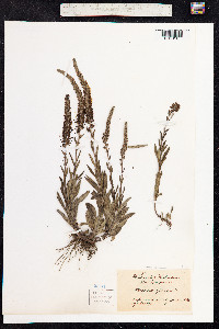 Veronica spicata image