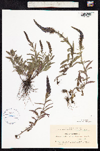 Veronica spicata image