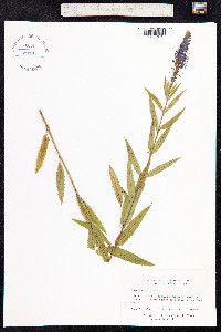 Veronica spicata image