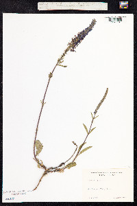 Veronica spicata image