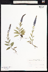 Veronica spicata image