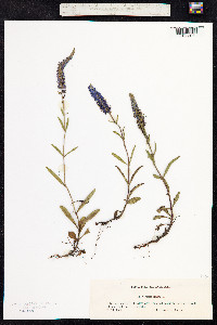 Veronica spicata image