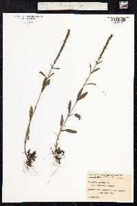 Veronica spicata image