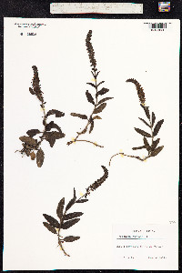 Veronica spicata image