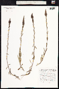 Veronica spicata image
