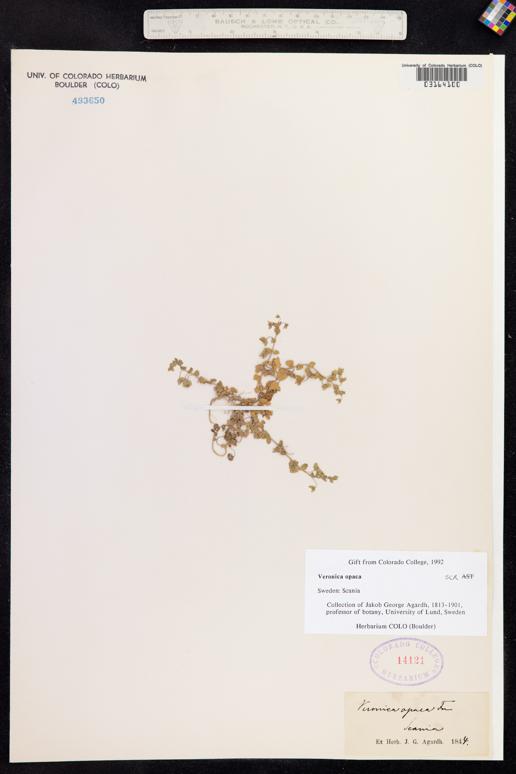 Veronica opaca image