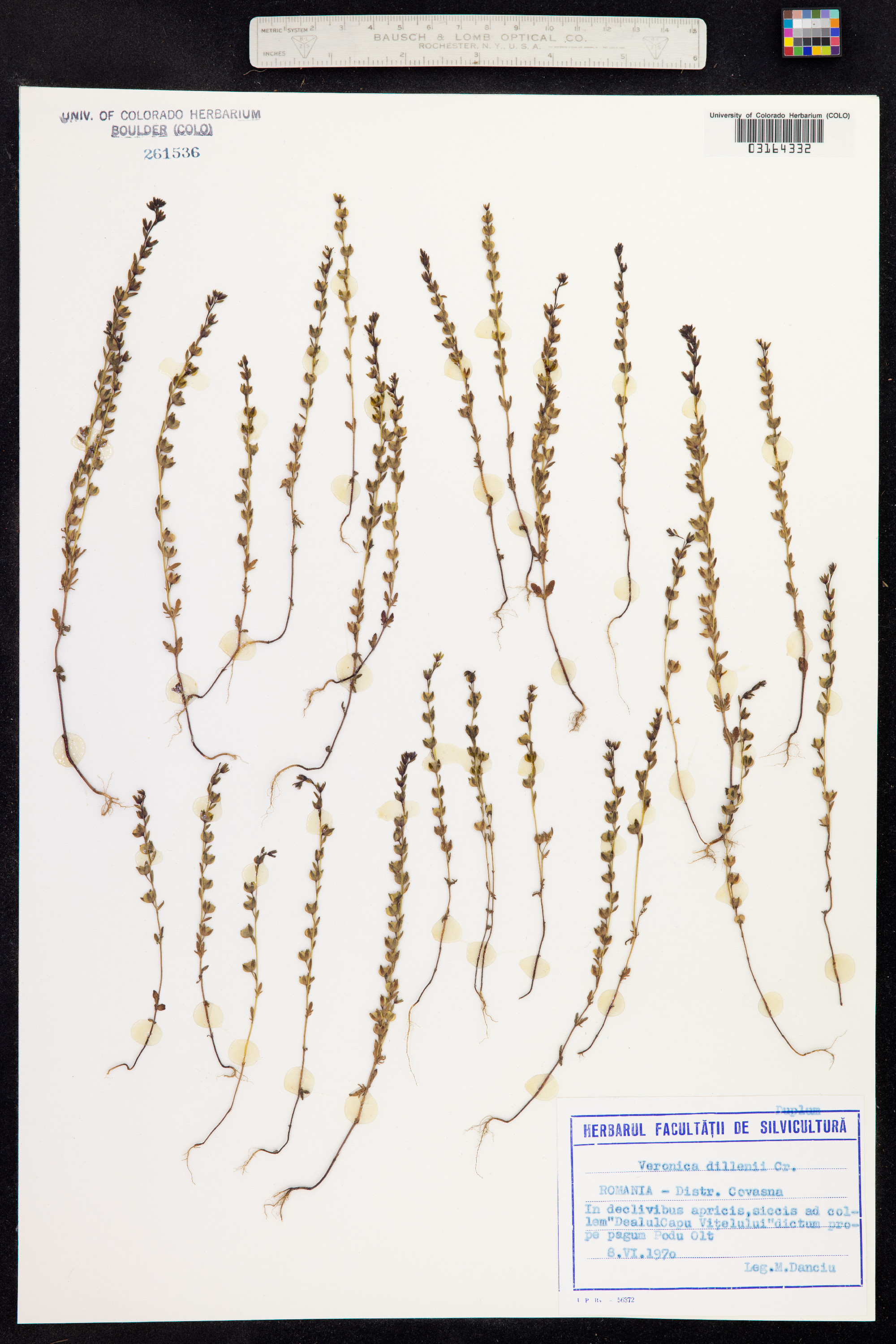 Veronica dillenii image