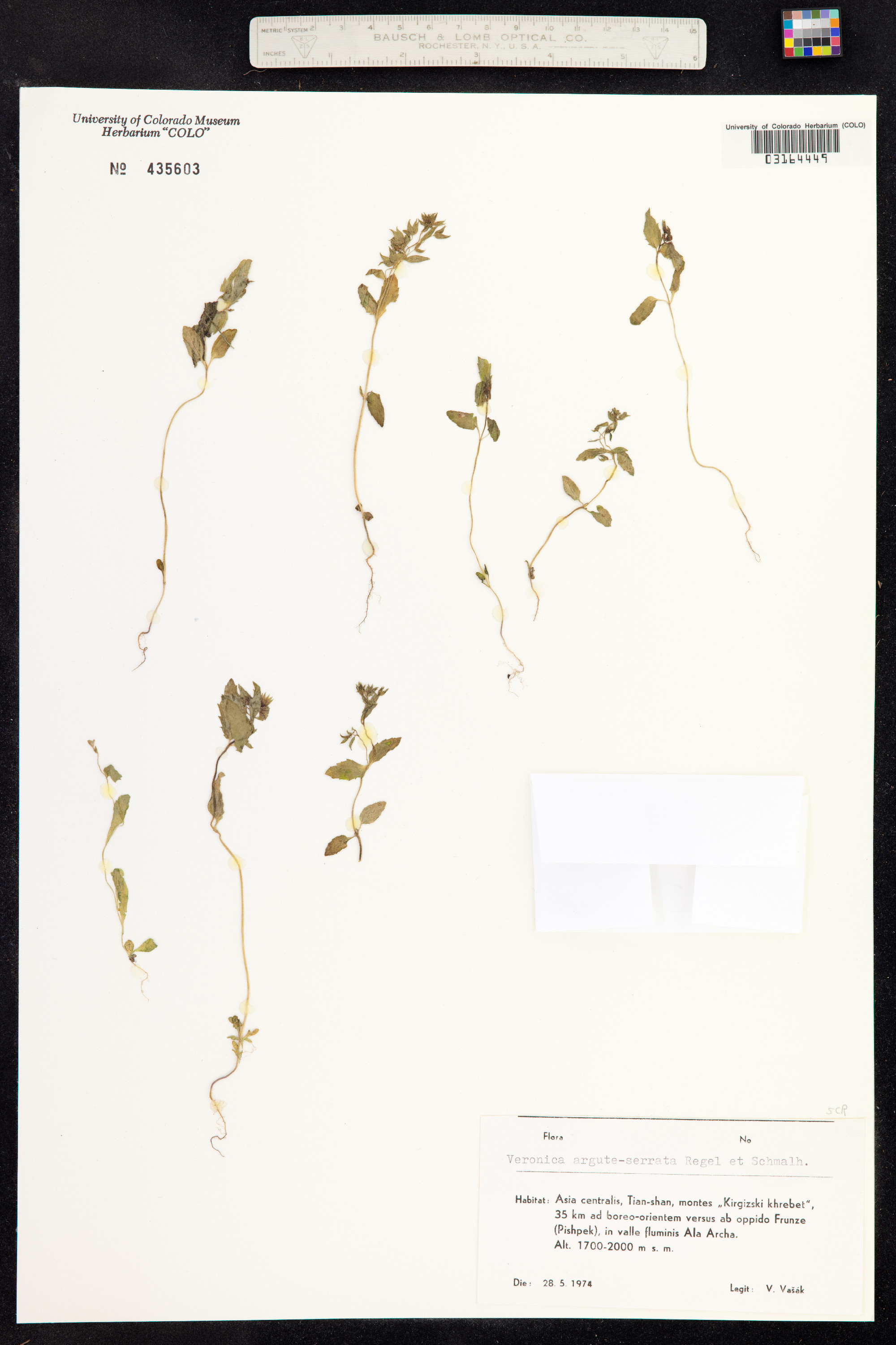 Veronica arguteserrata image