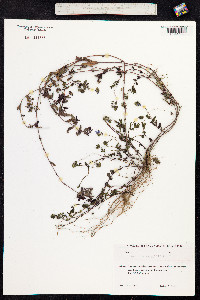 Pseudolysimachion spurium image