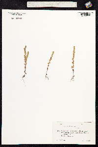 Veronica verna image