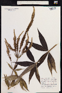 Veronicastrum virginicum image