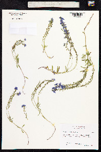 Veronica prostrata image