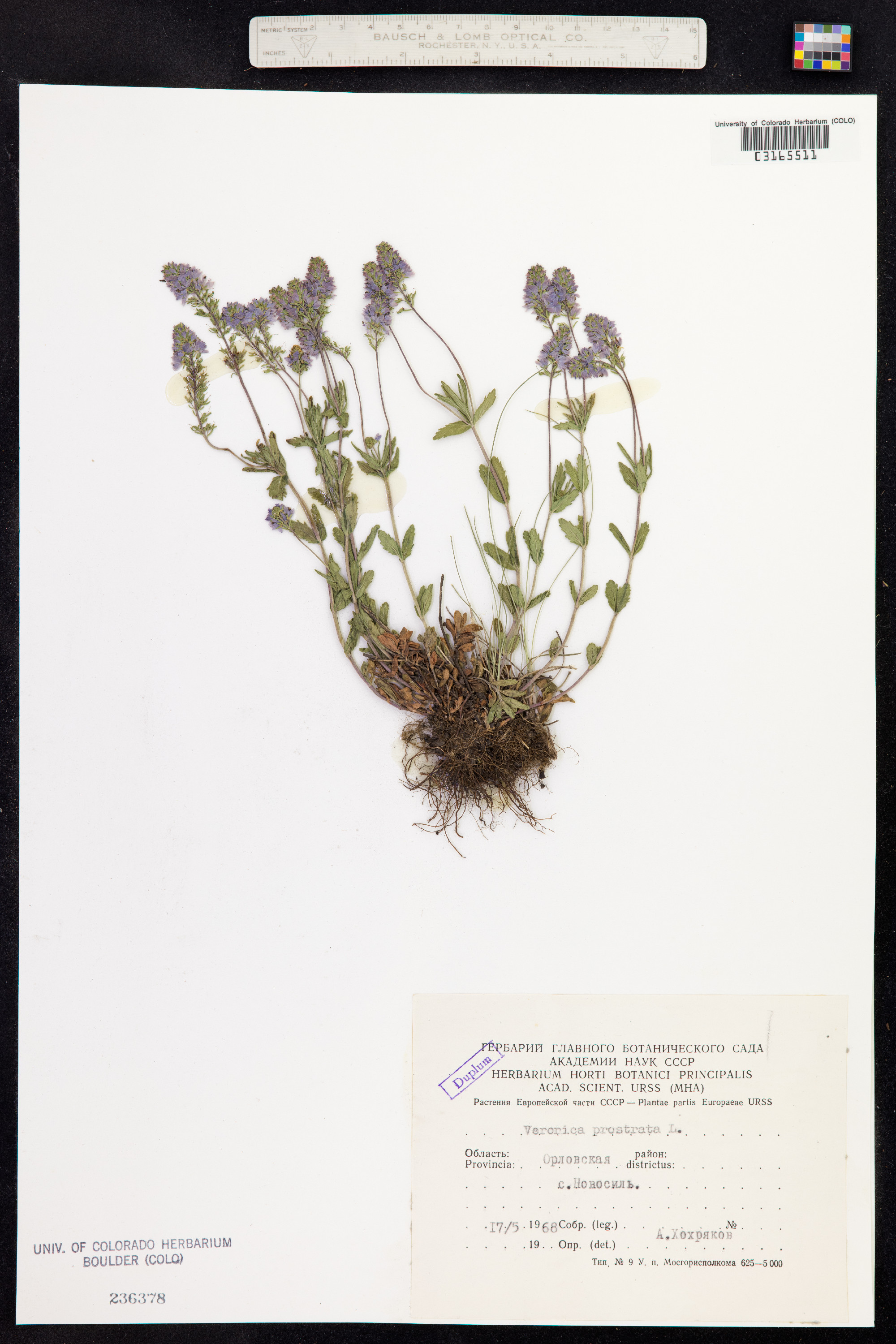 Veronica prostrata image
