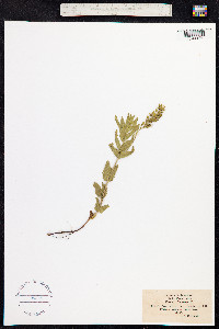 Veronica teucrium image