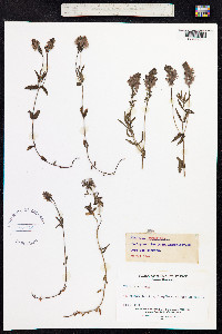 Veronica teucrium image