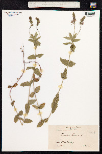 Veronica teucrium image