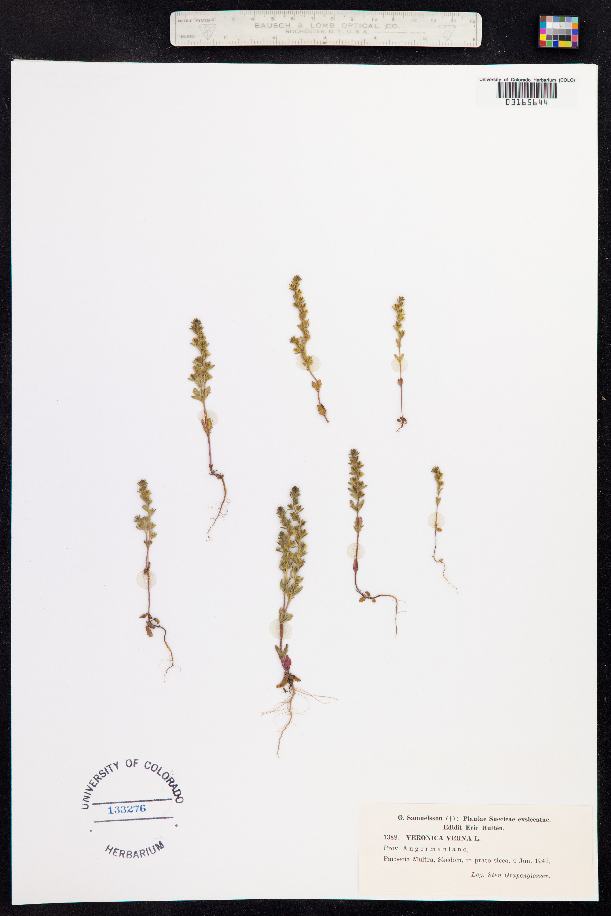 Veronica verna image