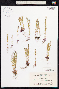 Veronica verna image