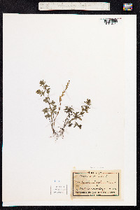 Veronica verna image