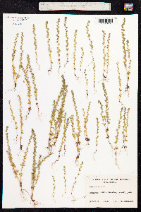 Veronica verna image