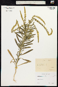 Reseda luteola image