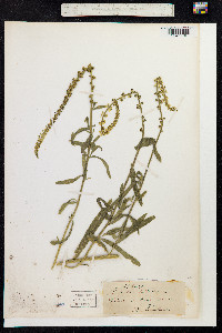 Reseda luteola image