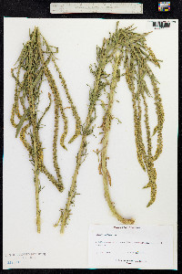 Reseda luteola image