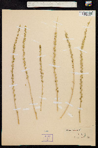 Reseda luteola image