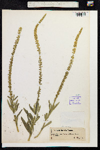 Reseda luteola image