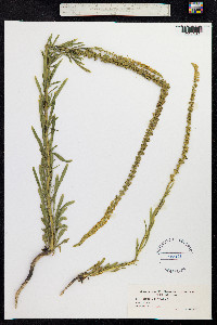 Reseda luteola image
