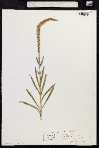 Reseda luteola image