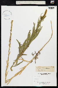 Reseda luteola image
