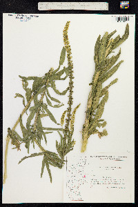 Reseda luteola image