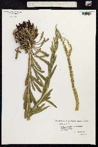 Reseda luteola image