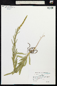 Reseda luteola image