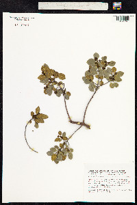 Rhamnus alaternus image